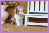 Rory, a female Poodle - Toy  for sale in Conway, AR – 1 of 5