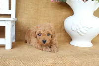 Miles, a male Maltipoo for sale in Conway, AR – 3 of 4