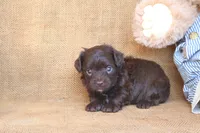 River, a male Yorkipoo for sale in Conway, AR – 4 of 5