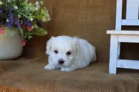 Mason, a male Maltese for sale in Conway, AR – 5 of 6