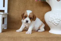 Lincoln, a male Cavapoo for sale in Conway, AR – 3 of 4