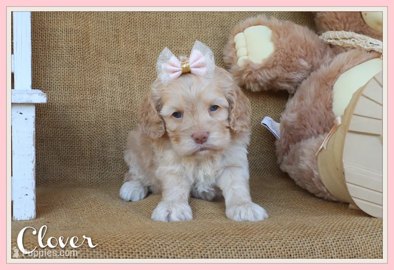 Clover – Cockapoo puppy for sale in Conway, AR