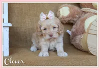 Clover, a female Cockapoo for sale in Conway, AR – 1 of 4