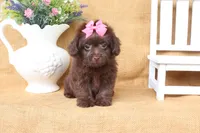 Lily, a female Yorkipoo for sale in Conway, AR – 5 of 5