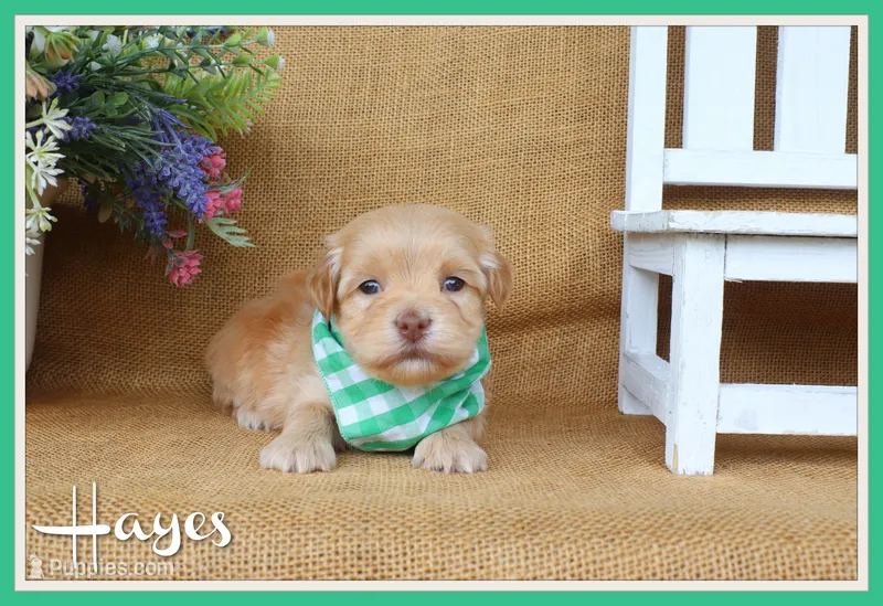 Hayes – Havanese puppy for sale in Conway, AR