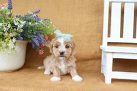Haven, a female Havanese for sale in Conway, AR – 2 of 7