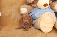 Jasper, a male Poodle - Toy  for sale in Conway, AR – 5 of 5