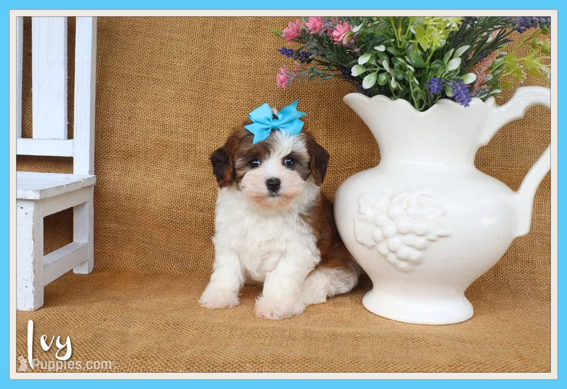 Ivy – Cavapoo puppy for sale in Conway, AR