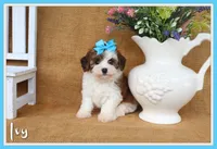Ivy, a female Cavapoo for sale in Conway, AR – 1 of 5