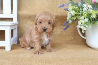 Fiona, a female Maltipoo for sale in Conway, AR – Photo 4 of 5