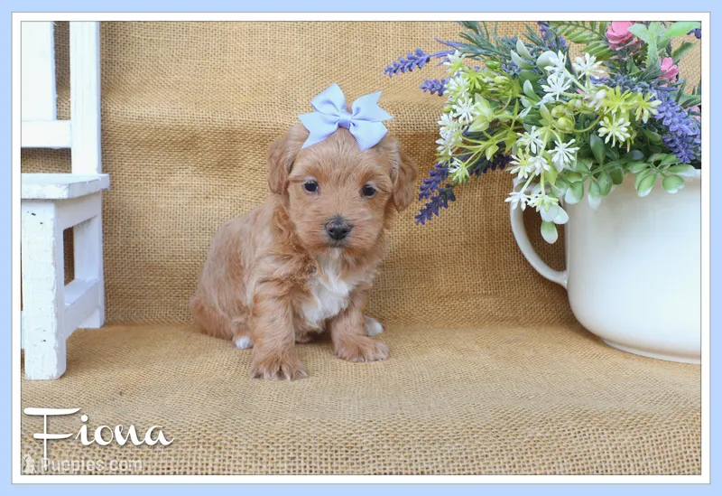 Fiona – Maltipoo puppy on hold in Conway, AR