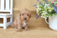 Fiona, a female Maltipoo for sale in Conway, AR – Photo 2 of 5