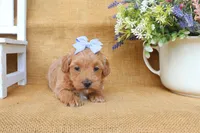 Fiona, a female Maltipoo for sale in Conway, AR – Photo 3 of 5