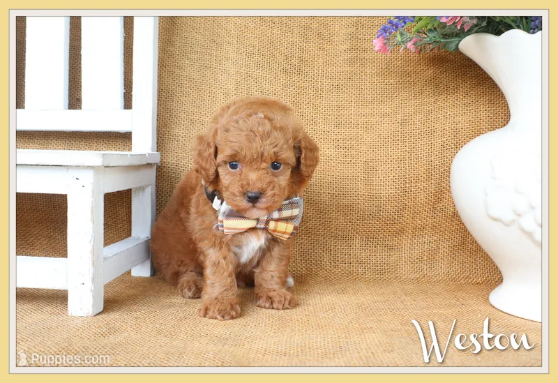 Weston – Poodle - Toy  puppy for sale in Conway, AR
