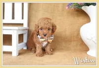 Weston, a male Poodle - Toy  for sale in Conway, AR – 1 of 5