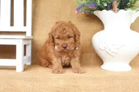 Forest, a male Poodle - Toy  for sale in Conway, AR – 4 of 5