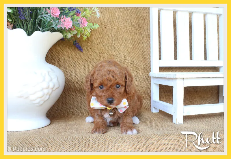 Ryan – Poodle - Miniature  puppy for sale in Conway, AR