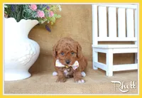 Ryan, a male Poodle - Miniature  for sale in Conway, AR – 1 of 5