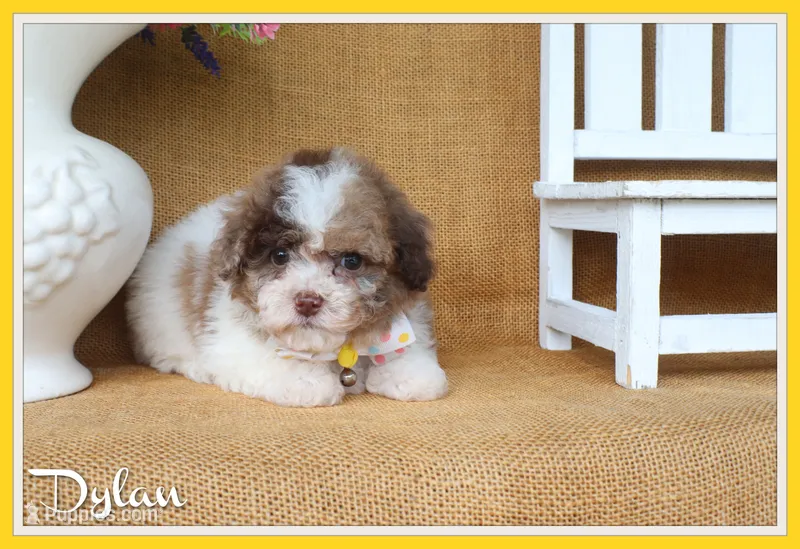 Dylan – Poodle - Toy  puppy for sale in Conway, AR