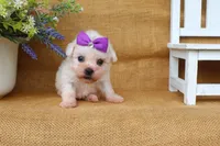 Bella, a female Bichon Frise for sale in Conway, AR – 5 of 8