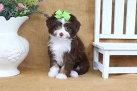 Layla, a female Yorkipoo for sale in Conway, AR – 2 of 4