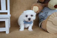 Malachi , a male Maltese for sale in Conway, AR – Photo 2 of 5