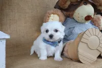 Malachi , a male Maltese for sale in Conway, AR – Photo 4 of 5