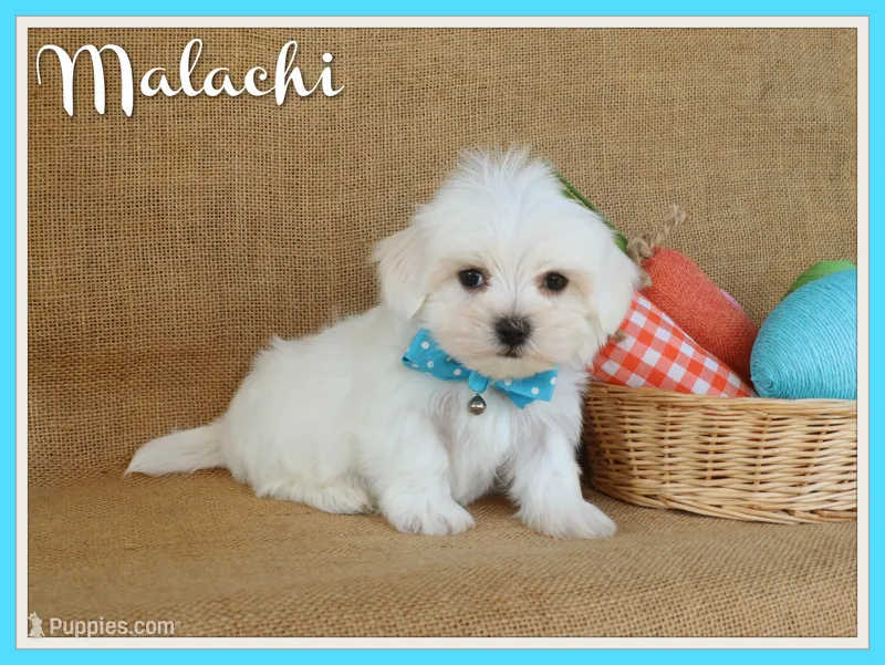 Malachi  – Maltese puppy for sale in Conway, AR