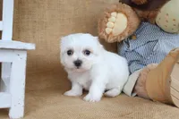 Malachi , a male Maltese for sale in Conway, AR – Photo 5 of 5