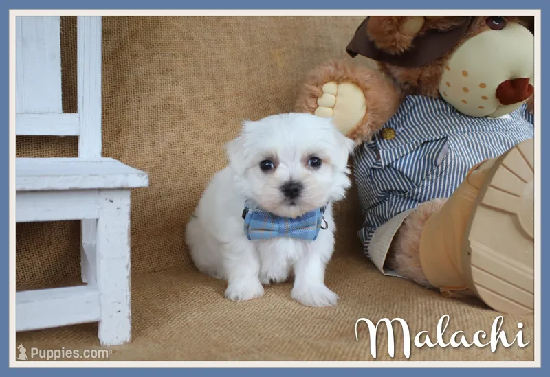 Malachi  – Maltese puppy for sale in Conway, AR