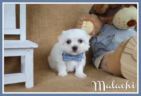 Malachi , a male Maltese for sale in Conway, AR – Photo 1 of 5