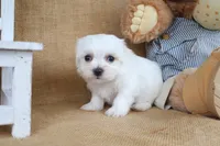 Malachi , a male Maltese for sale in Conway, AR – Photo 3 of 5