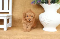 Finn, a male Poodle - Toy  for sale in Conway, AR – 2 of 5