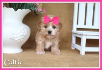 Callie, a female Havapoo for sale in Conway, AR – 1 of 4