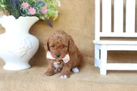 Ryan, a male Poodle - Miniature  for sale in Conway, AR – 3 of 5