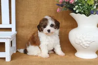 Ivy, a female Cavapoo for sale in Conway, AR – 5 of 5