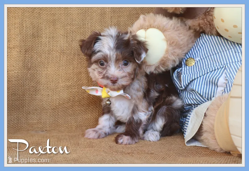 Paxton – Yorkipoo puppy for sale in Conway, AR