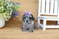 Kylie, a female Cavapoo for sale in Conway, AR – 2 of 5