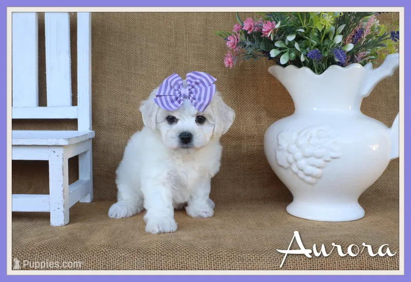 Aurora – Bichon Frise puppy for sale in Conway, AR