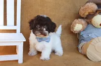 Otis, a male Cavapoo for sale in Conway, AR – 3 of 5