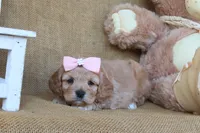Claire, a female Cockapoo for sale in Conway, AR – 4 of 5