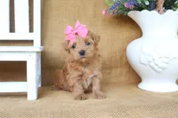 Mabel, a female Maltipoo for sale in Conway, AR – 3 of 4