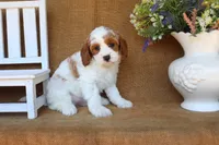 Blair, a female Cavapoo for sale in Conway, AR – 5 of 5