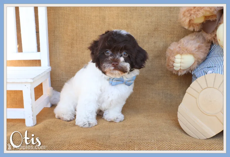 Otis – Cavapoo puppy for sale in Conway, AR
