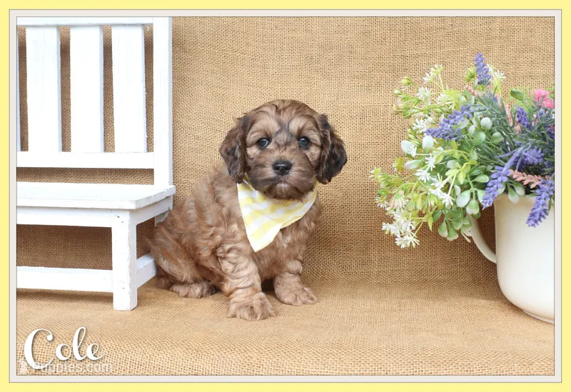 Cole – Cockapoo puppy for sale in Conway, AR