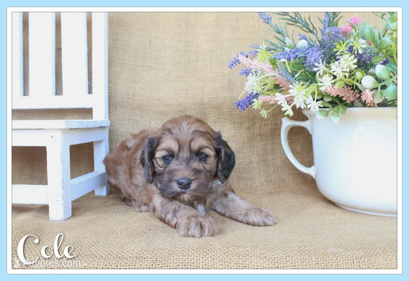 Cole – Cockapoo puppy for sale in Conway, AR