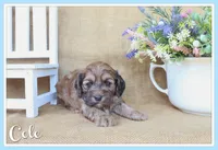 Cole, a male Cockapoo for sale in Conway, AR – Photo 1 of 4