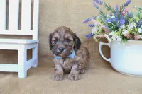 Cole, a male Cockapoo for sale in Conway, AR – Photo 2 of 4