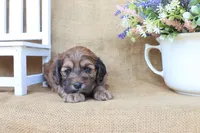 Cole, a male Cockapoo for sale in Conway, AR – Photo 4 of 4