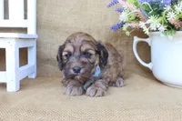 Cole, a male Cockapoo for sale in Conway, AR – Photo 3 of 4